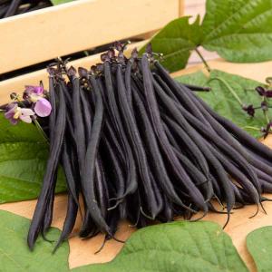 Haricot Nain Violet Velour - 5 m 